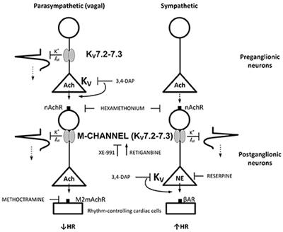 M-currents (Kv7.2-7.3/KCNQ2-KCNQ3) Are Responsible for Dysfunctional Autonomic Control in Hypertensive Rats